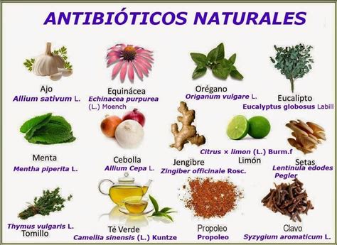 Los Principales Antibióticos Naturales Antibióticos Naturales