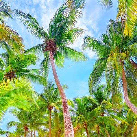Fresh Green Palm Trees Background — Stock Photo © Annaom 72854831