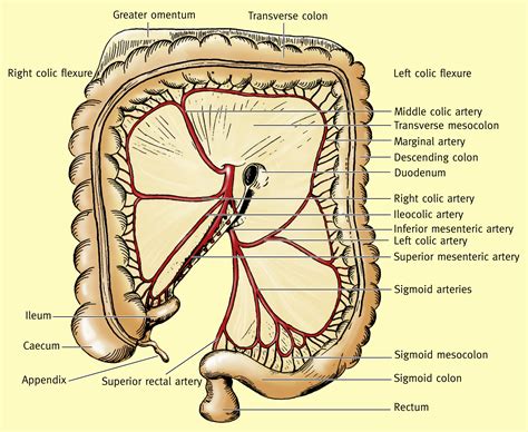 Anatomy Of The Caecum Appendix And Colon Surgery Oxford