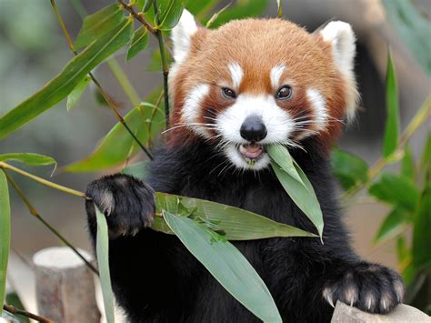 28 Wonderful Hd Red Panda Wallpapers