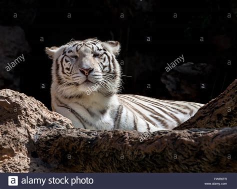 Tigre De Bengala Blanco Fotograf As E Im Genes De Alta Resoluci N Alamy