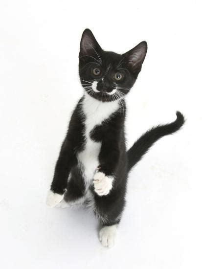 Black And White Tuxedo Kitten Tuxie Standing Up On Haunches And