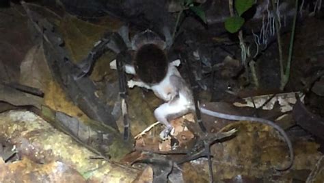 Watch This Giant Spider Capture And Eat Opossum In Amazon Rain Forest