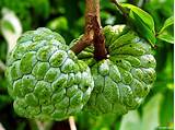 Regular consumption of custard apple also reduces the risk of miscarriage during pregnancy and minimizes the extent of labor pain during childbirth. How to grow custard apple in container | Sugar-apple ...
