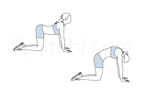 While this stretch is typically done on all fours, you don't have to be on the ground to lengthen and contract your muscles. Back Stretch | Illustrated Exercise Guide