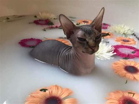 11 Fascinating Facts About Sphynx Cats