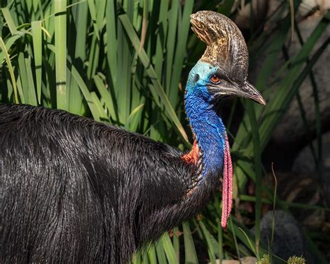 Cassowaries Are A Large Bird Found In Australia With Large Razor Sharp