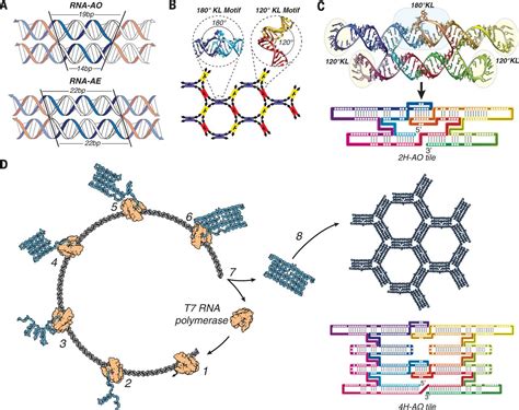 A Single Stranded Architecture For Cotranscriptional Folding Of Rna