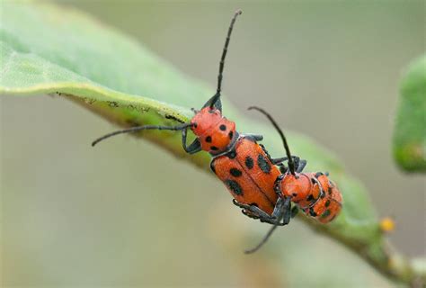 All insects start life in an egg (including aphids, which hatch inside the mother). Wild Long Island Photography Blog: Summer Seals, Batches ...