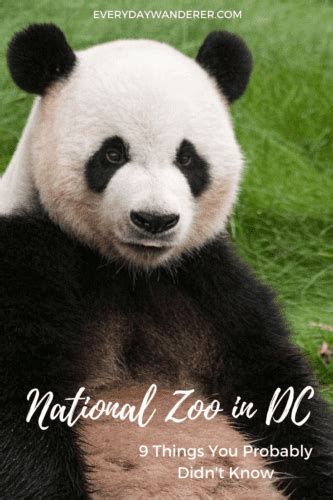 9 Fascinating Facts About The Smithsonians National Zoo In Dc