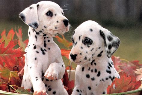 Dalmatian Dog Breed Info Pictures