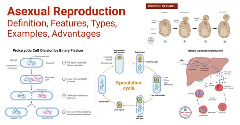 Sexual And Asexual Reproduction Hot Sex Picture