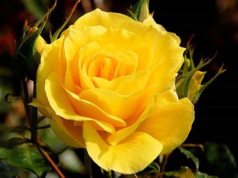 The term is also used to refer to the flower of this shrub. Growing Roses As Indoor Houseplants - Boldsky.com
