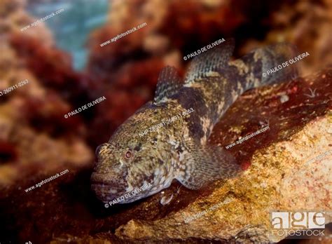 Giant Goby Gobius Cobitis Frontal View Portugal Stock Photo