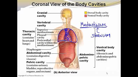 Use the menu button in the upper right corner of each page to access the main sections, view the. 1_6 Body Cavities and Membranes - YouTube