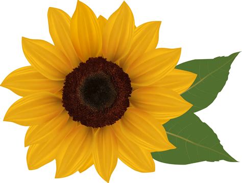 Free Svg Vector Transparent Vector Sunflower Svg 17985 File For