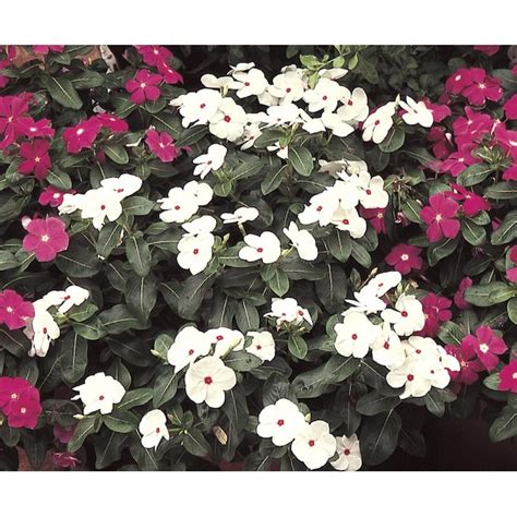 Lowes Multicolor Trailing Vinca In 15 Gallon S Hanging Basket At