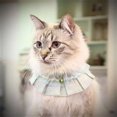 We have a fantastic selection of luxury cat collars most of which are handmade here in the uk. Fancy Cat Collar | Cute & Fancy Cat Collars | Pinterest ...