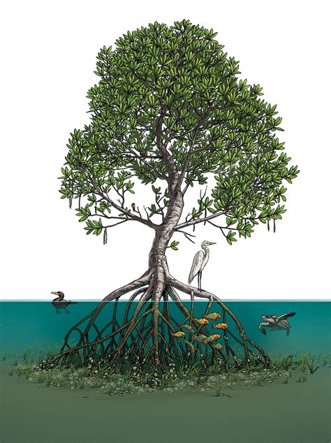 Mangroves World Wildlife Magazine — Matt Twombly Illustration And