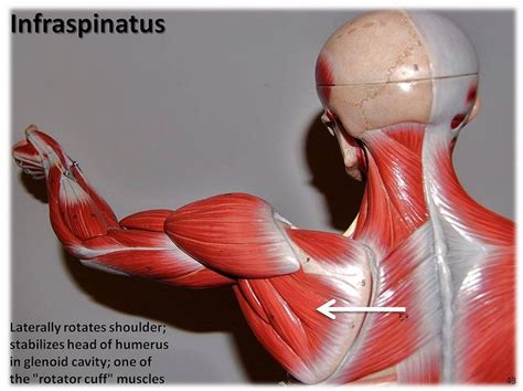 Infraspinatus Muscles Of The Upper Extremity Visual Atlas Page 43