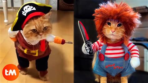 The 15 Best Halloween Costumes For Cats 🎃😺 Youtube