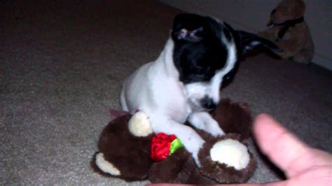 Rat Terrier Chihuahua Mix Puppies For Sale