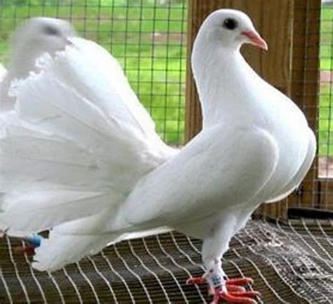Gambar Mengenal Gambar Jenis Burung Merpati Kicau Mania English Carrier