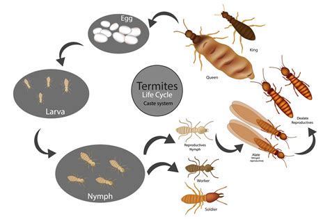 What Is The Life Cycle Of Termites Eliminate Em Pest Control