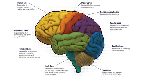 Concept Map Of Human Brain Imagesee