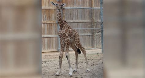 Texas Zoo Welcomes Second Baby Giraffe Dallas Express