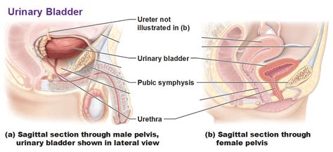 The Urinary System Ureter And Urinary Bladder