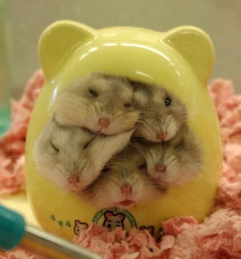 Fat Little Hamsters