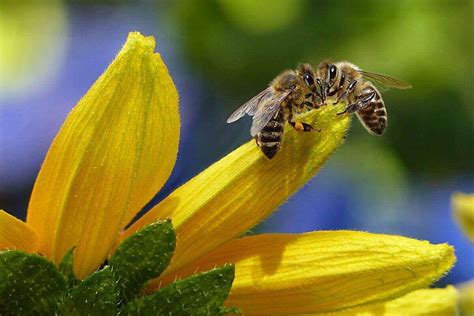 How To Attract Bees To Your Garden