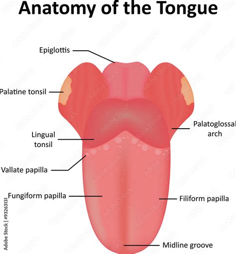 Structure Of Tongue Introduction Functions Of Tongue