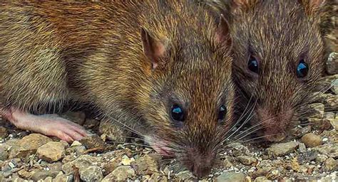 It will ultimately depend on the type of pest you need exterminated and the severity of your infestation. How Much Is Pest Control For Rats Uk | Pest Control