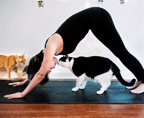Yoga With Cats Helping Paws Animal Shelter
