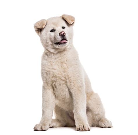 Premium Photo Akita Inu Panting Isolated On White