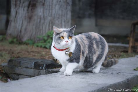 Munchkin Cat Do They Suffer — The Little Carnivore