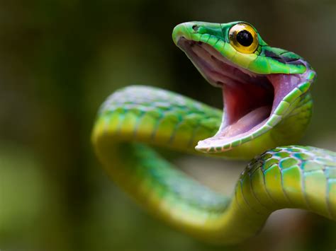 1800x1024 Resolution Snake Green Snake Costa Rica 1800x1024