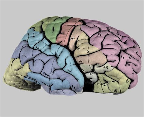 The Human Brain · Atlas Of The Human Brain · Surface Views
