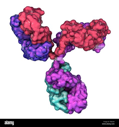 Immunoglobulin G Antibody Molecular Model Stock Photo Alamy