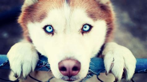 Alaskan Malamute Puppy Was Born With Blue Eyes