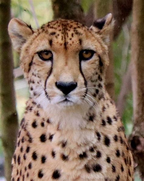 Cheetah - eye to eye | The cheetah is a large feline ...