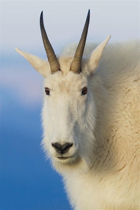 Mt Goat Head On Photograph By Kurt Bowman