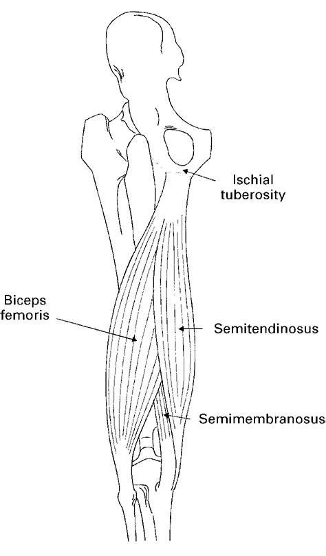 Posterior View Of The Left Thigh Showing The Attachments Of The