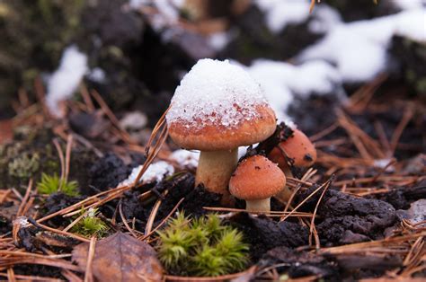 Banco De Imagens Natureza Floresta Outono Solo Cogumelo Esta O