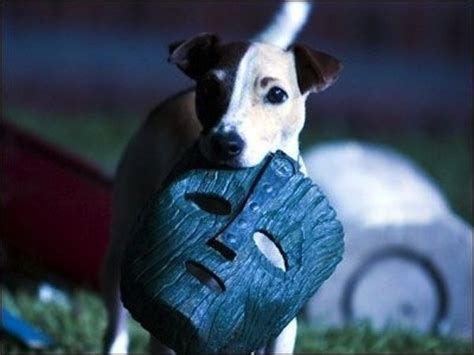 Milo Dog Movies Son Of The Mask Jack Russell Terrier
