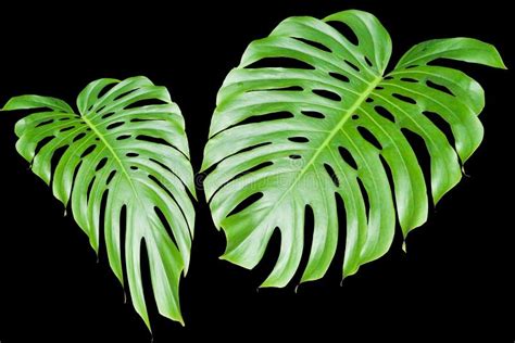 Large Tropical Leaves Stock Photos Image 590203