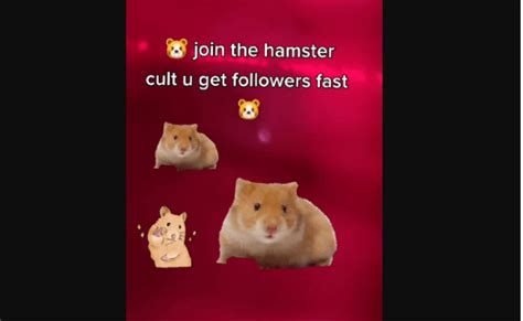 Hamster Cult Tiktok What Is It About Xh