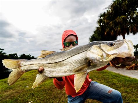 Snook Fishing All You Need To Know Gary Spivack
